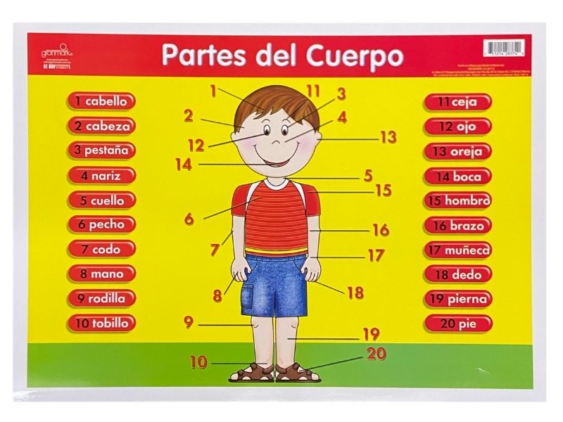 Póster Didáctico Mini Partes del Cuerpo 35×25cm granmark® 1361-6 Pieza 751214283740 01