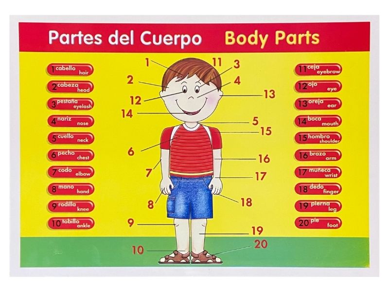 Póster Didáctico Mini Partes del Cuerpo 35×25cm granmark® 1361-6 Pieza 751214283740 02