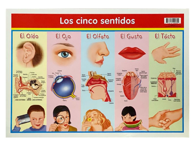 Póster Didáctico Mini Los cinco Sentidos 25×35cm granmark® 1361-33 Pieza 751214500304 01