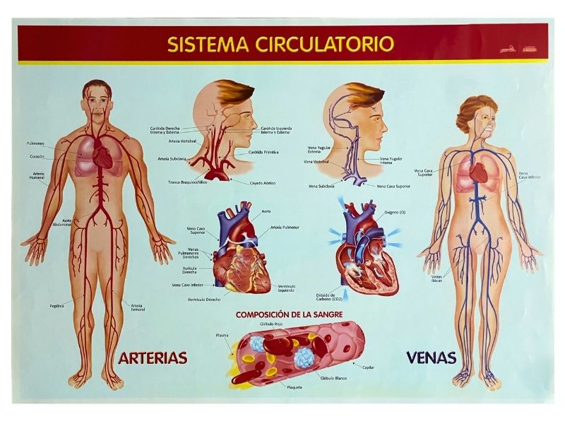 Póster Didáctico Sistema Circulatorio 70×50cm granmark® 1345-17 Pieza 751214231383 01