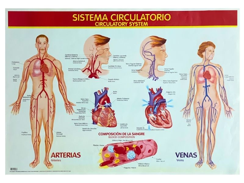Póster Didáctico Sistema Circulatorio 70×50cm granmark® 1345-17 Pieza 751214231383 02