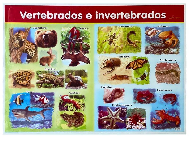Póster Didáctico Vertebrados e Invertebrad 70×50cm granmark® 1345-71 Pieza 751214511423 01