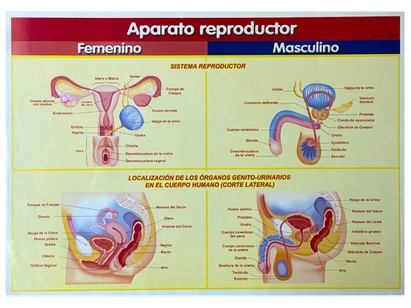 Póster Didáctico Aparato Reproductor 70×50cm granmark® 1345-39 Pieza 751214260420 01