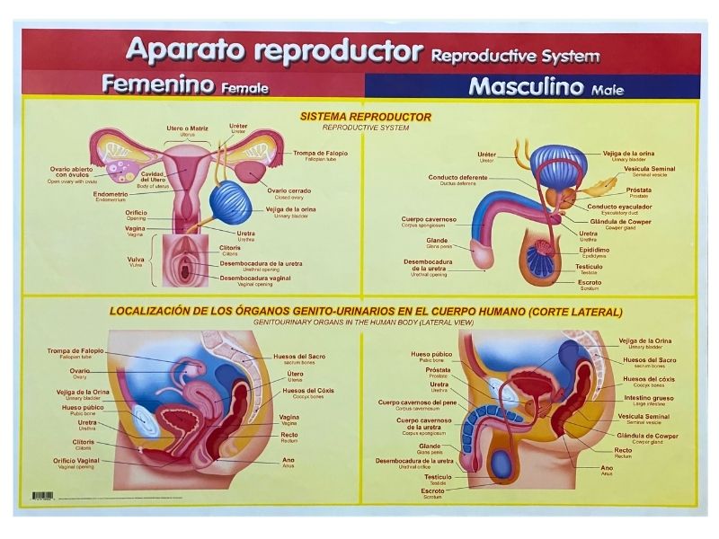 Póster Didáctico Aparato Reproductor 70×50cm granmark® 1345-39 Pieza 751214260420 02