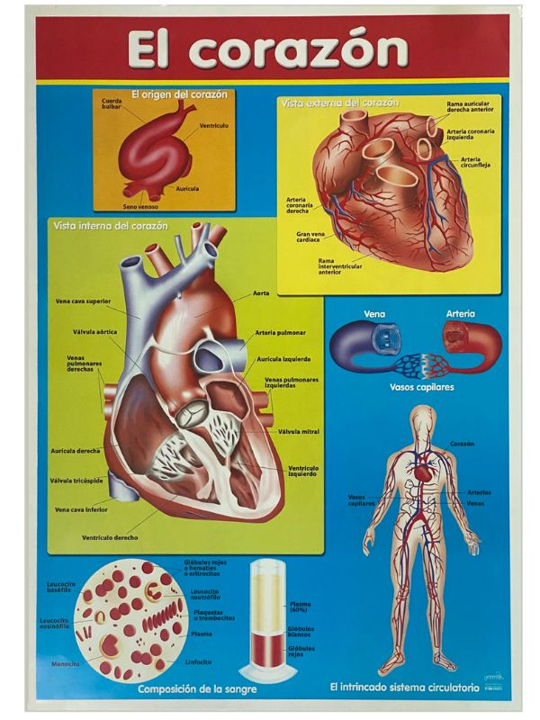 Póster Didáctico El Corazón 50×70cm granmark® 1345-55 Pieza 751214266026 01