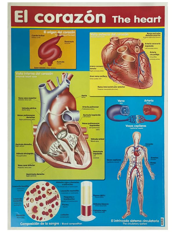 Póster Didáctico El Corazón 50×70cm granmark® 1345-55 Pieza 751214266026 02