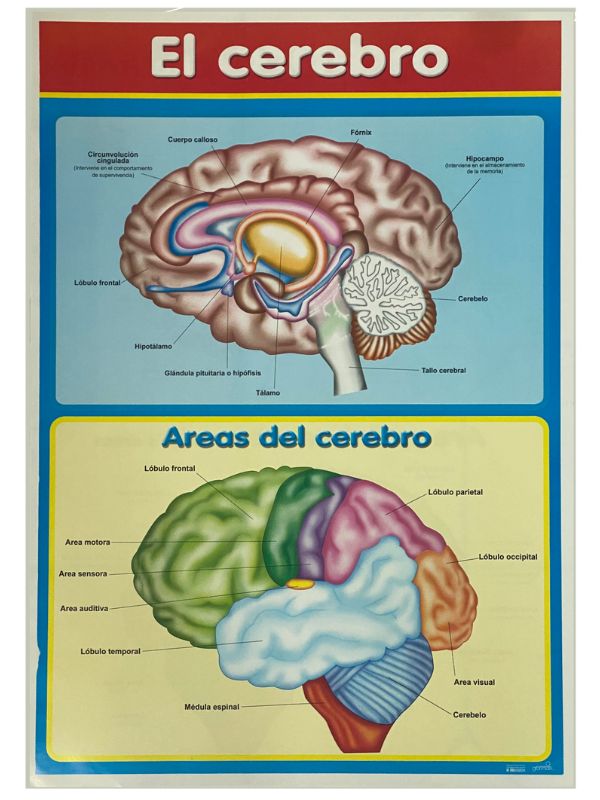 Póster Didáctico El Cerebro 50×70cm granmark® 1345-56 Pieza 751214266033 01