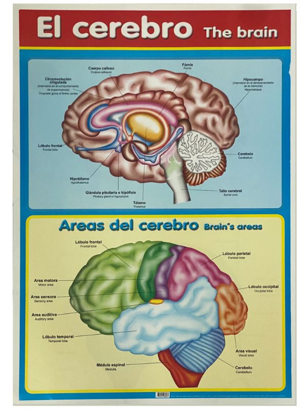 Póster Didáctico El Cerebro 50×70cm granmark® 1345-56 Pieza 751214266033 02