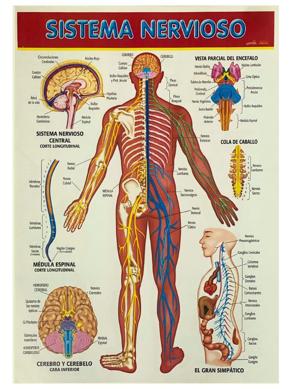 Póster Didáctico Sistema Nervioso 50×70cm granmark® 1345-19 Pieza 751214231406 01