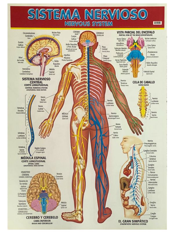 Póster Didáctico Sistema Nervioso 50×70cm granmark® 1345-19 Pieza 751214231406 02