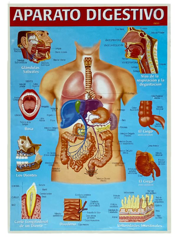 Póster Didáctico Aparato Digestivo 50×70cm granmark® 1345-16 Pieza 751214231376 01