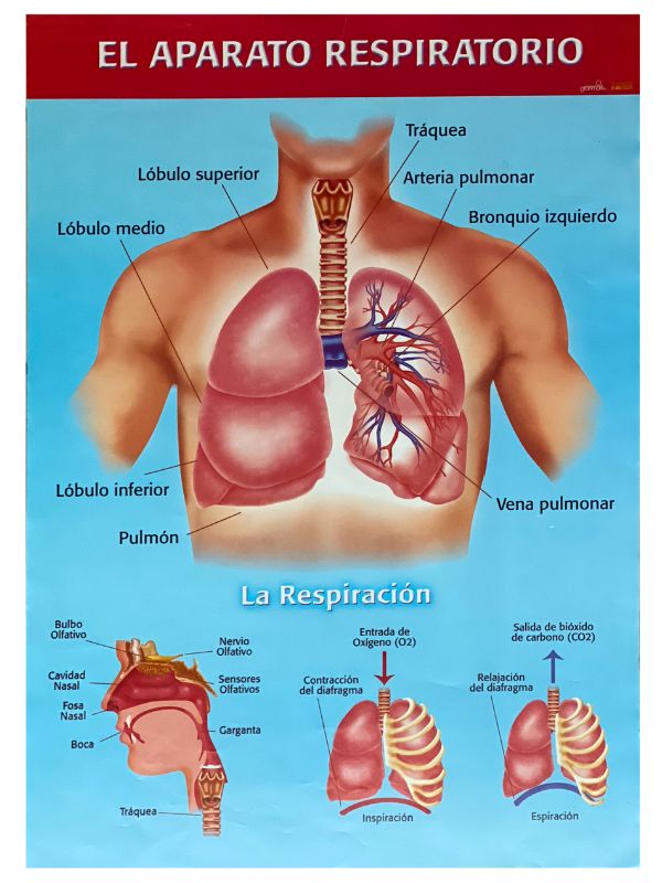 Póster Didáctico El Aparato Respiratorio 50×70cm granmark® 1345-13 Pieza 751214228727 01