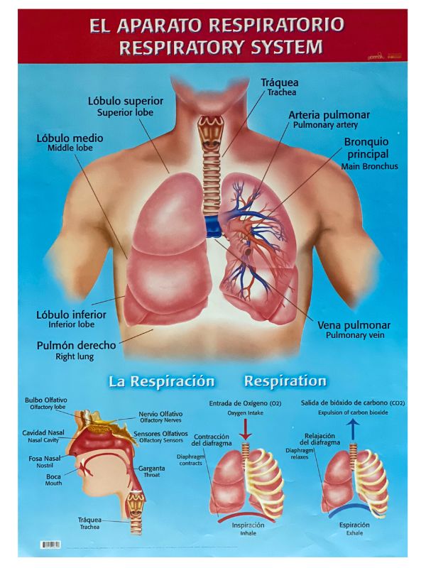 Póster Didáctico El Aparato Respiratorio 50×70cm granmark® 1345-13 Pieza 751214228727 02