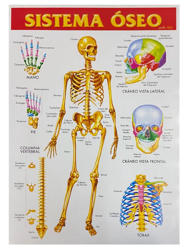 Póster Didáctico Sistema Oseo 50×70cm granmark® 1345-18 Pieza 751214231390 01