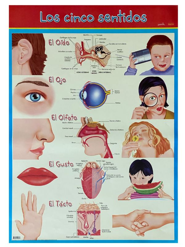 Póster Didáctico Los cinco Sentidos 70×50cm granmark® 1345-3 Pieza 751214222893 01