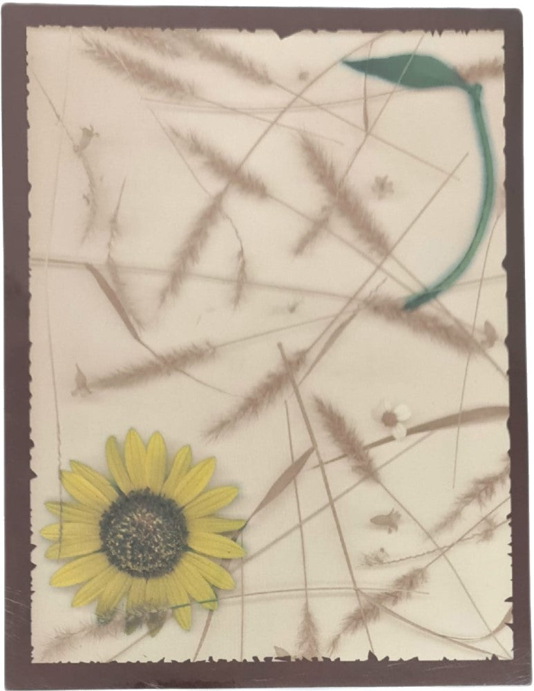 Hoja Decorada Espigas y Girasol c/25 Carta Kalex® HTO-04-01-02Y Paquete 01